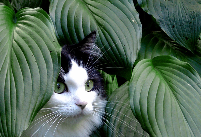 Through the Green