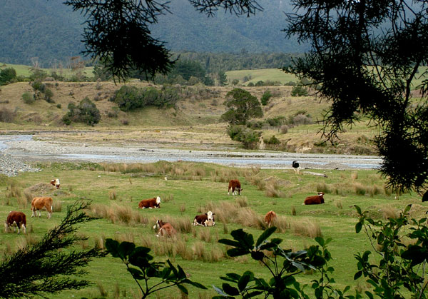 sleeping cows.