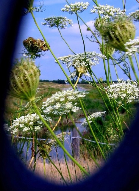 Lace in Wind