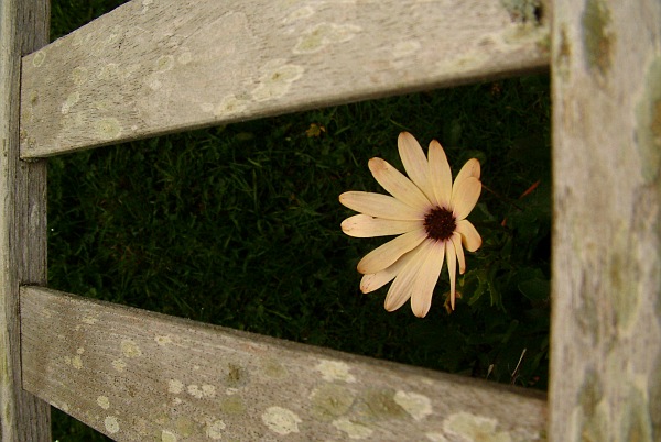 Osteospurmum