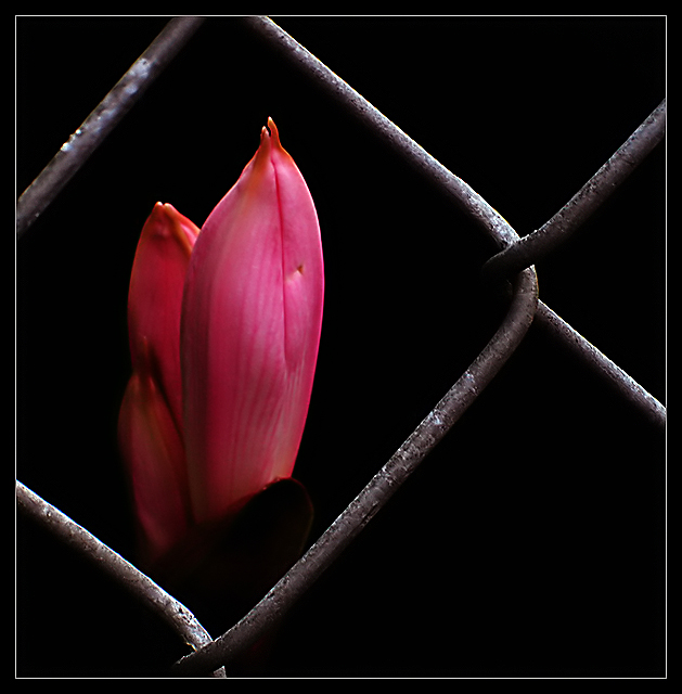 Caged Beauty