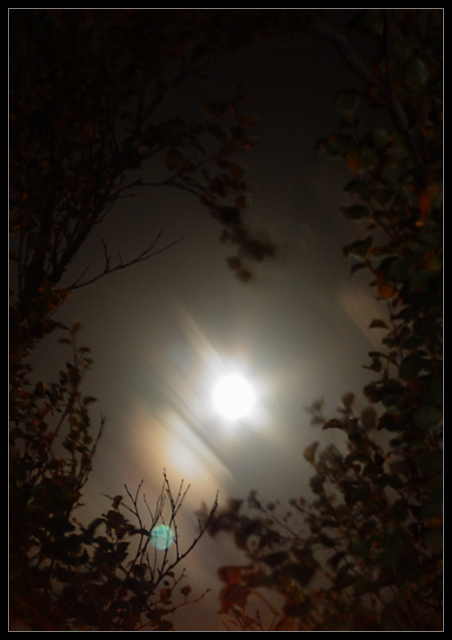 Moon Tree Circle