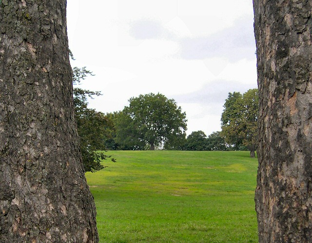 Through the Trees