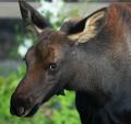 "Wildlife Can Seem Omnipresent  In Yellowstone Country"