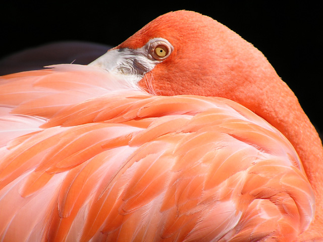 Take some time to visit the famous Fort Worth Zoo while you're in the DFW area.