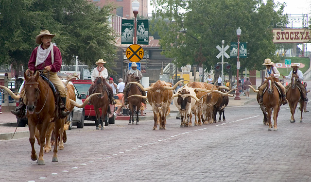 Ft Worth Stockyards Daily Longhorn Drive