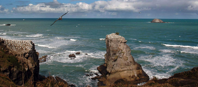 gannet colony