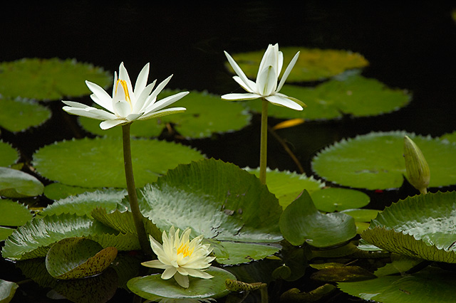 Austin's Zilker Botanical Garden