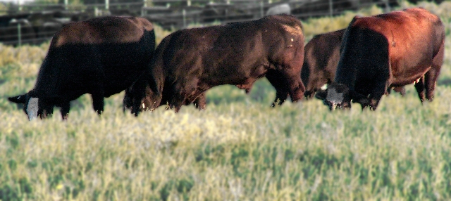 Kansas: Where the Cows Roam & the Green Grass Grows