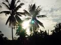 Palm Effect
