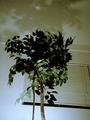 Bedroom tree