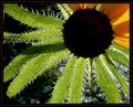 My What "Hairy" Leaves You Have