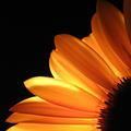 Sunset Daisy.