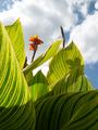Leaves and Clouds