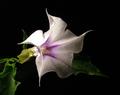 Devil's Trumpet