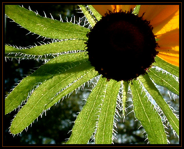 My What "Hairy" Leaves You Have
