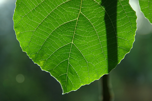 Leaf of Life