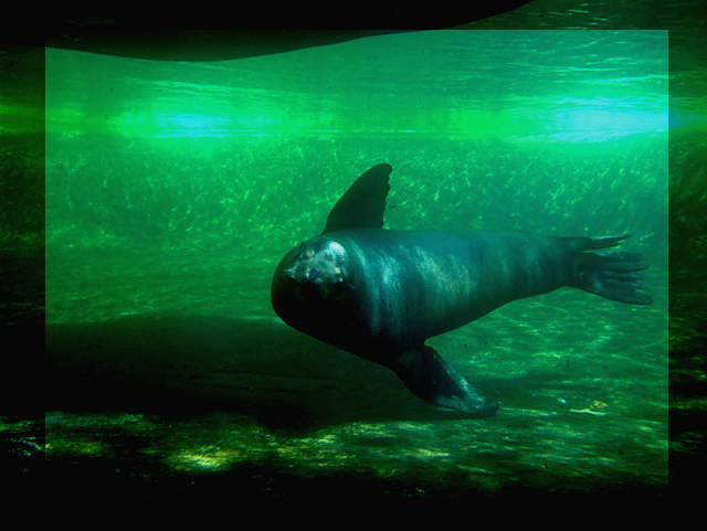 dance of the sea lion