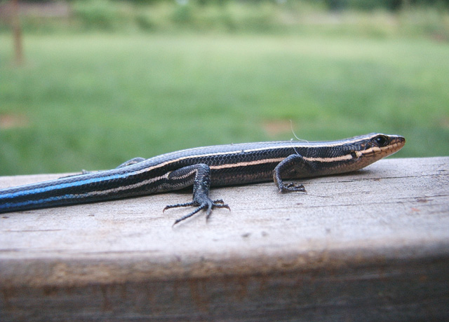 Juvenile 5-Lined Skink