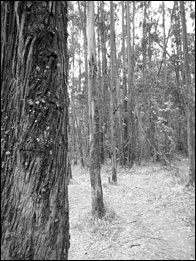 Pine Tree Forest