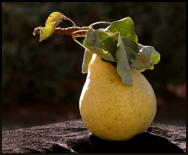 Soccoro pear