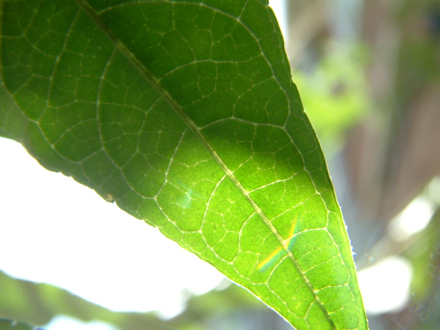 Leaf Light