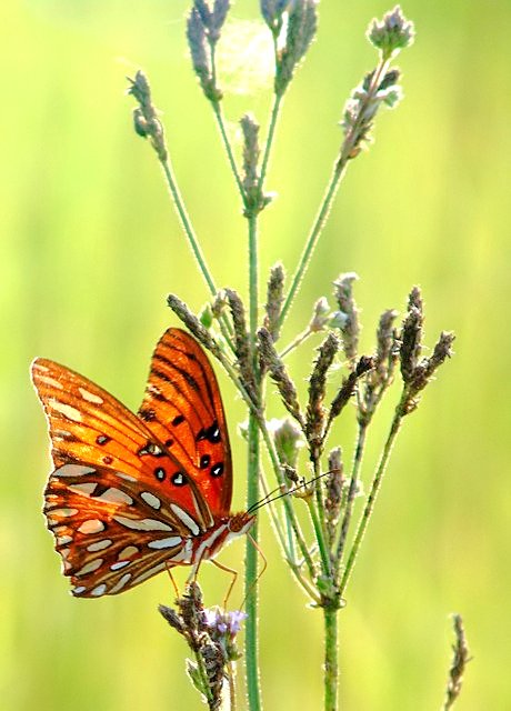 Gulf Fritillary in the Late Afternoon