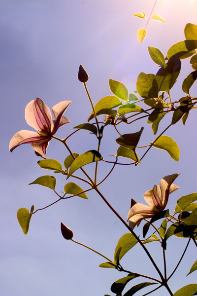 Sunworshiper