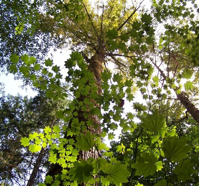 stained glass greenery