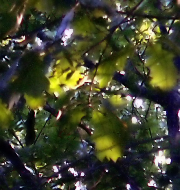 Sunlight thru the leaves