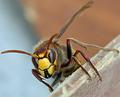 The Hornet
