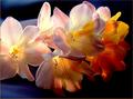 Spring Flowers