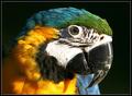 Parrot Portraiture