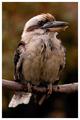 Kookaburra