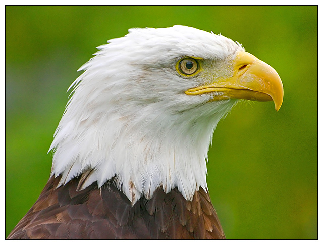 A Proud Bird