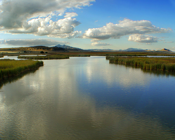 Bear River Marshes