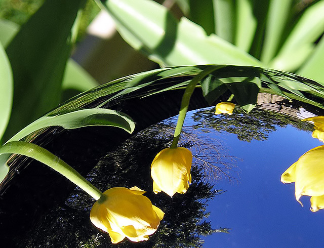 Garden Mirror