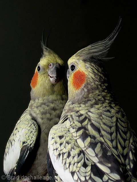 Vanity