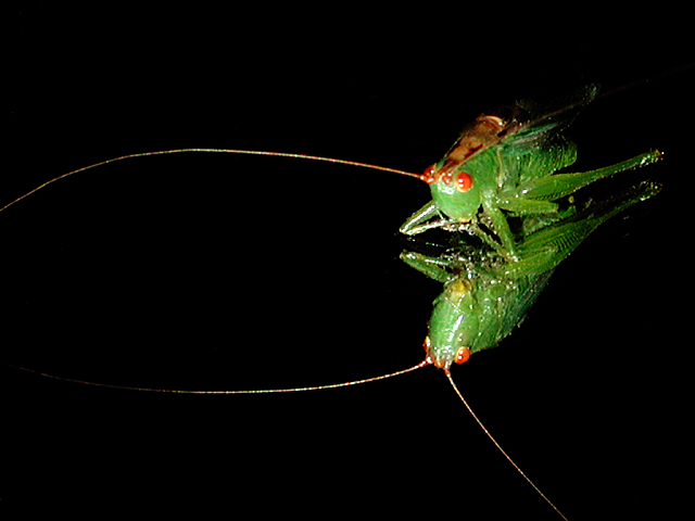 Katydid Reflecting