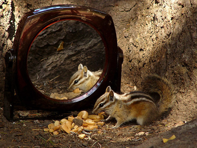 Woodland Reflection