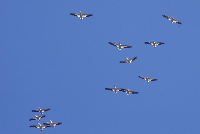 Team Pelican