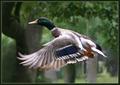 In Flight