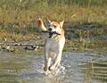 Fetch