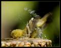 Dirdy Birdy