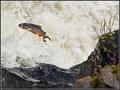 Salmon Leap