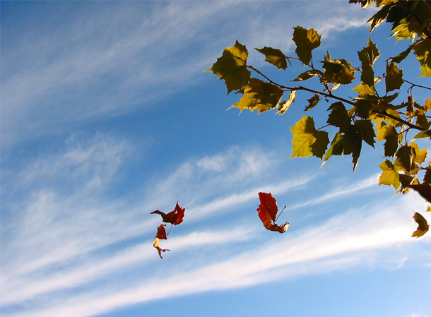 Leaves in the wind