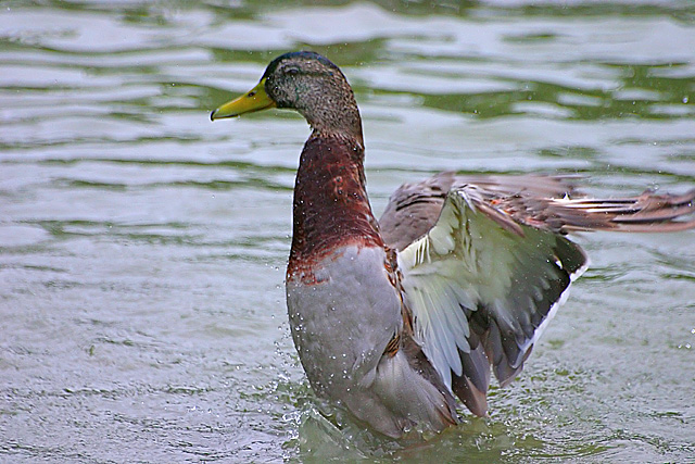 Quack! Quack!