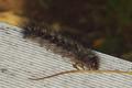 Caterpillar's Touch