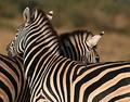zebra touch