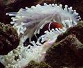 Gentle Embrase of the Sea Anemone